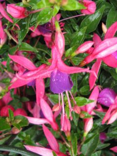 Fuchsia Rosalien 01