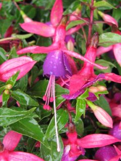 Fuchsia Rosalien 02