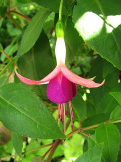 Fuchsia Rose of Castille improved 03