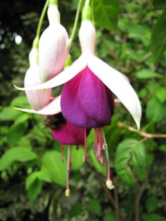 Fuchsia Rose of Castille improved 06