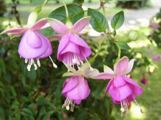 Fuchsia Rose of Denmark 01