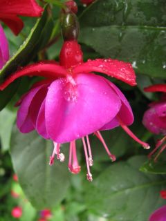 Fuchsia Rotbaeckchen 01