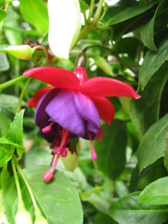 Fuchsia Rotbaeckchen 02