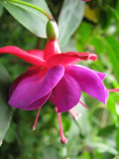 Fuchsia Rotbaeckchen 03