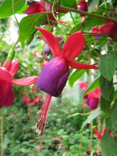 Fuchsia Royal Purple 04