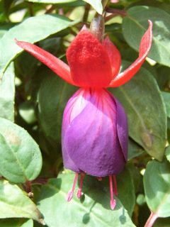 Fuchsia Royal Purple 05