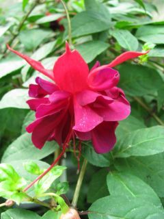 Fuchsia Royal Velvet 01