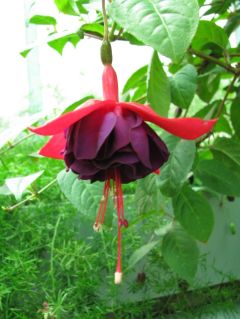 Fuchsia Royal Velvet 02