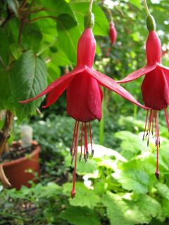 Fuchsia Rufus the Red 02