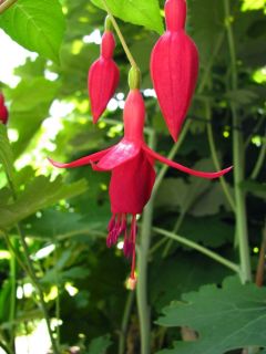 Fuchsia Rufus the Red 03