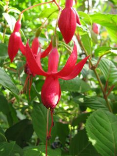 Fuchsia Rufus the Red 04