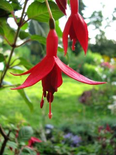 Fuchsia Rufus the Red 05