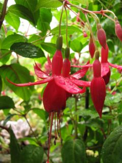 Fuchsia Rufus the Red 06