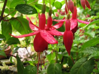 Fuchsia Rufus the Red 07