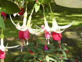 Fuchsia Rumar 01