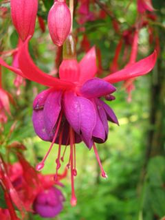 Fuchsia Rurtalperle 01