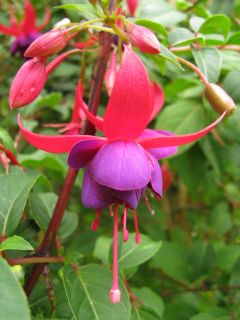 Fuchsia Rurtalperle 02