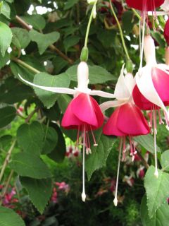 Fuchsia Ruth 01