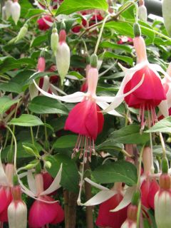 Fuchsia Ruth 02