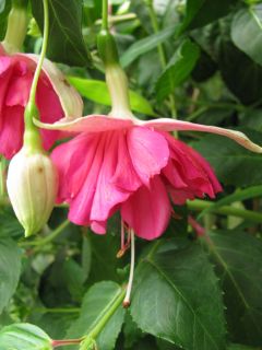 Fuchsia Ruth King 01