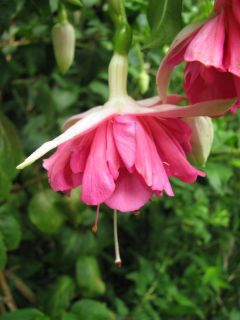 Fuchsia Ruth King 02