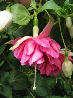 Fuchsia Ruth King 03