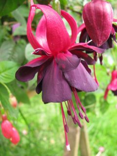 Fuchsia Rutland Water 02