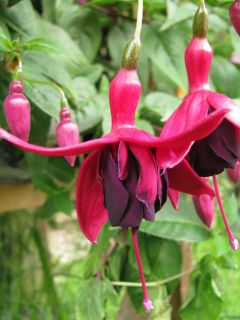 Fuchsia Rutland Water 03