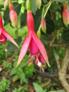 Fuchsienbild Saarbruecken 01