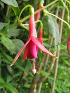 Fuchsienbild Saarbruecken 02