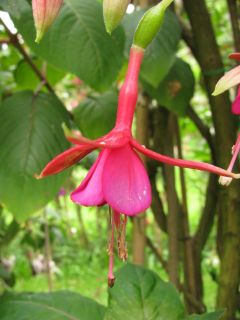 Fuchsienbild Saarbruecken 03