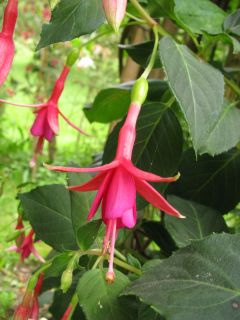 Fuchsienbild Saarbruecken 04