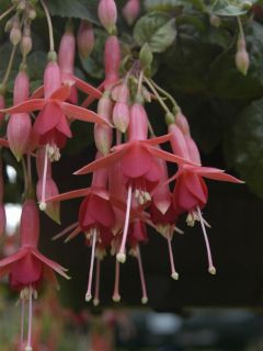 Fuchsienbild Salmon Glow 01