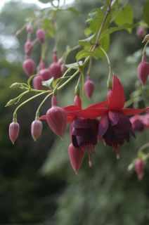 Fuchsienbild Sankt Urban 01