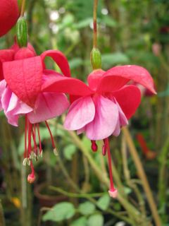 Fuchsienbild Santa Lucia 01