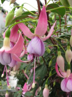 Fuchsienbild Sarah aus dem Nettetal 04