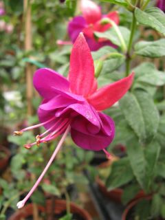 Fuchsienbild Scarborough Rosette 01