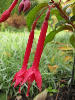 Fuchsienbild Scarlet Jester 01