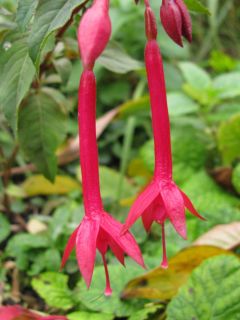 Fuchsienbild Scarlet Jester 02