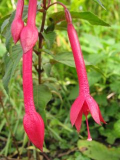 Fuchsienbild Scarlet Jester 03