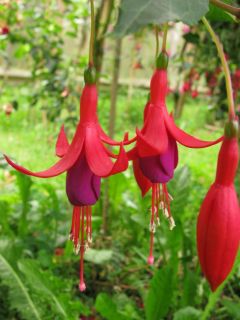 Fuchsienbild Schauinsland 01