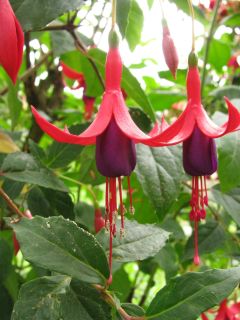 Fuchsienbild Schauinsland 02