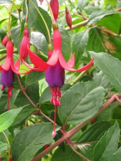 Fuchsienbild Schauinsland 03