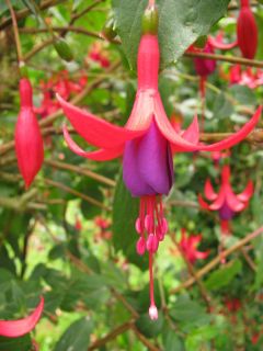 Fuchsienbild Schauinsland 04