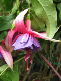 Fuchsienbild Schilcherwein 01