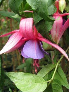 Fuchsienbild Schilcherwein 02