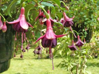 Fuchsienbild Schimpens Glorie 01