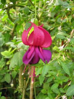 Fuchsienbild Schimpens Glorie 02