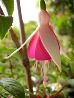 Fuchsienbild Schlafmütze 01