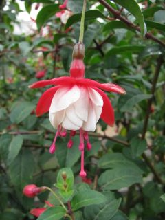 Fuchsienbild Schneewittchen 01